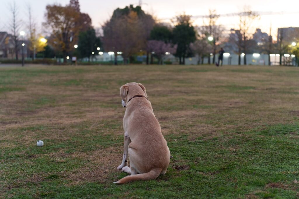 薄茶色のラブラドール種の犬が公園の芝生に座り、白いボールが近くにある夕方の風景