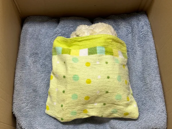 段ボール箱内で青いタオルの上に置かれた、黄色と緑の水玉模様の毛布に包まれたぬいぐるみ