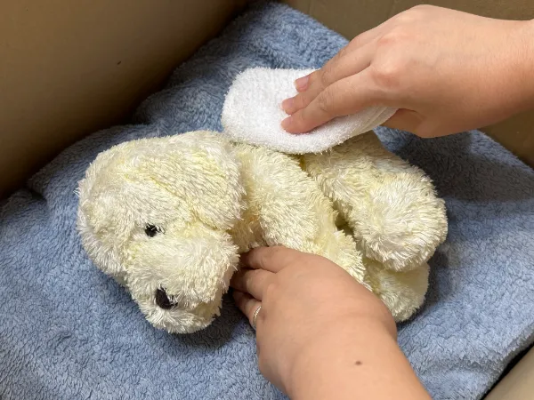 段ボール箱内で青いタオルの上に並べられた2体の黄色いぬいぐるみ子犬と、それらに触れる子どもの手