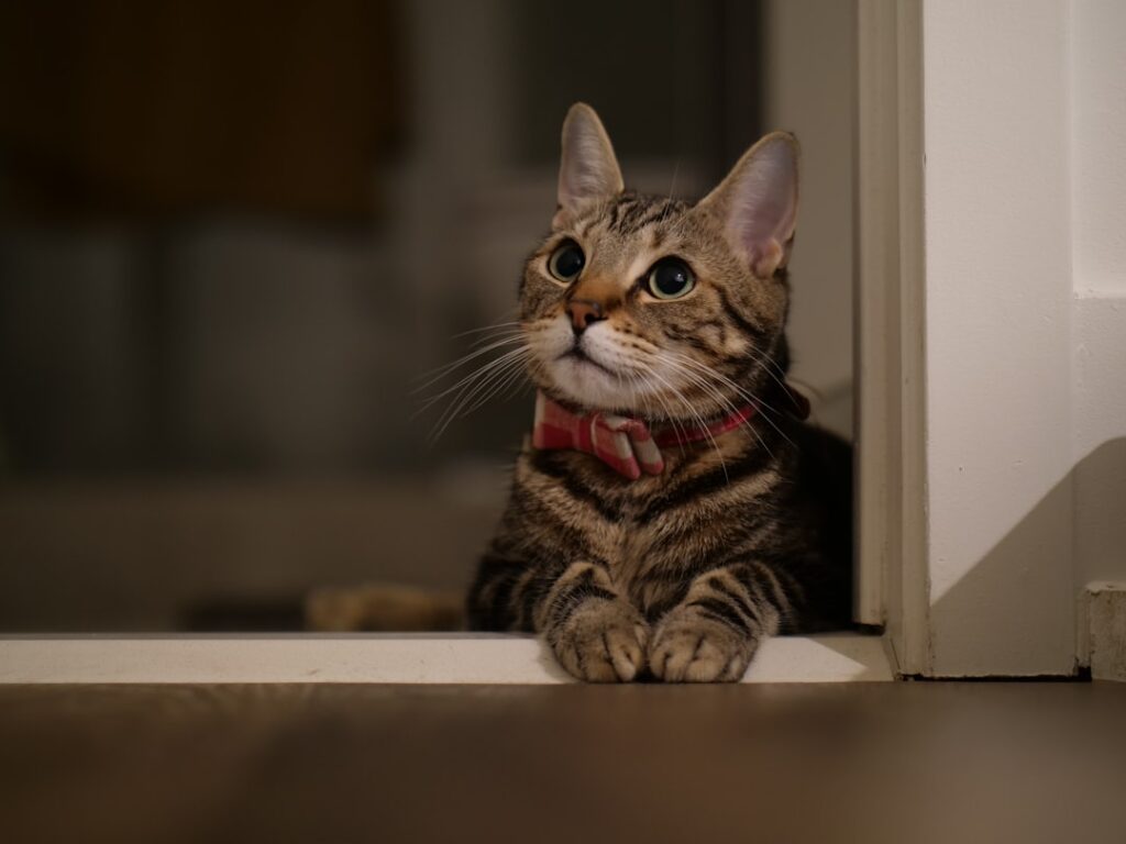赤いチェック柄の首輪を付けたキジトラ猫が窓枠に座り上を見上げている室内の写真